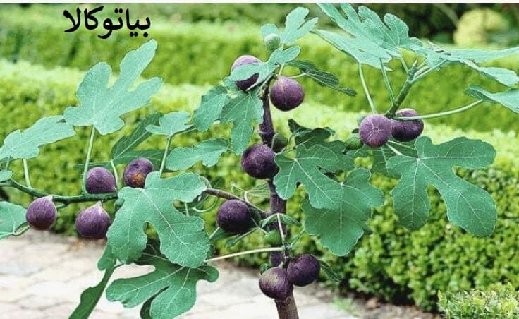 هرس مرحله به مرحله انجیر